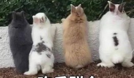 吃瓜娱乐汪,揭秘娱乐圈那些事儿