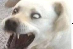 娱乐吃瓜君傻狗的日常,揭秘娱乐圈那些事儿