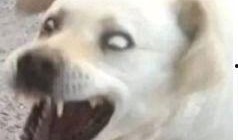 娱乐吃瓜君傻狗的日常,揭秘娱乐圈那些事儿