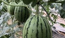 吃瓜网今日吃瓜网红,网红风云再起，吃瓜网揭秘网红幕后故事