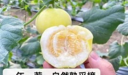 娱乐吃瓜小蜜蜂,揭秘娱乐圈那些不为人知的幕后故事