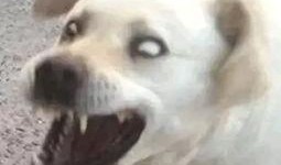 娱乐吃瓜君傻狗的日常,揭秘娱乐圈那些事儿