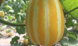 网上吃瓜的视频都是在哪看的,网上吃瓜视频的聚集地