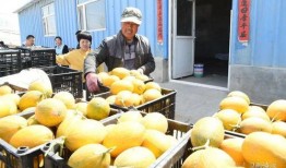 吃瓜网今日吃瓜网红,网红风云再起，吃瓜网揭秘网红幕后故事