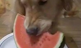 吃瓜娱乐汪,揭秘娱乐圈那些事儿