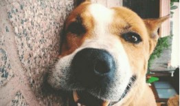 娱乐吃瓜君傻狗的日常,揭秘娱乐圈那些事儿