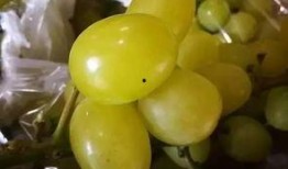 网爆吃瓜日韩精品,网爆吃瓜背后的时尚潮流