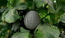 ccgg.cet吃瓜网,揭秘娱乐圈幕后故事，带你领略网络吃瓜文化