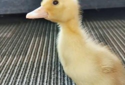 娱乐吃瓜酱鸭鸭视频,揭秘娱乐圈幕后故事