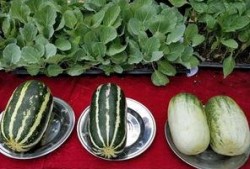 娱乐吃瓜壁纸高清,捕捉娱乐圈瞬间精彩