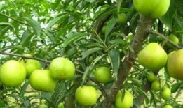 今日新鲜事蛇瓜怎么吃,探索今日新鲜事的独特美味